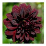 DAY GARDEN 10 ADET BORDO DAHLİA ÇİÇEĞİ TOHUMU + 10 ADET HEDİYE KARIŞIK GÜL ÇİÇEK TOHUMU