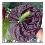 DAY GARDEN 10 ADET BORDO RENK ANTORYUM ÇİÇEK TOHUMU + 10 ADET HEDİYE GÜL TOHUMU