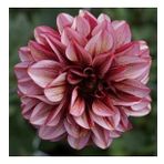 DAY GARDEN 10 ADET K.BEYAZ DAHLİA ÇİÇEĞİ TOHUMU + 10 ADET HEDİYE KARIŞIK GÜL ÇİÇEK TOHUMU