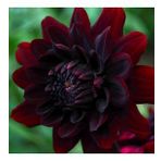 DAY GARDEN 10 ADET K.KIRMIZI DAHLİA ÇİÇEĞİ TOHUMU + 10 ADET HEDİYE KARIŞIK GÜL ÇİÇEK TOHUMU