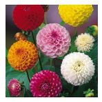 DAY GARDEN 10 ADET KARIŞIK DAHLİA ÇİÇEĞİ TOHUMU + 10 ADET HEDİYE KARIŞIK GÜL ÇİÇEK TOHUMU