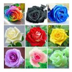DAY GARDEN 10 ADET KARIŞIK RENK GÜL ÇİÇEĞİ TOHUMU + 10 ADET HEDİYE KARIŞIK LALE ÇİÇEK TOHUMU
