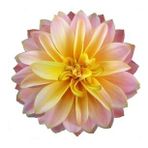 DAY GARDEN 10 ADET LİLA DAHLİA ÇİÇEĞİ TOHUMU + 10 ADET HEDİYE KARIŞIK GÜL ÇİÇEK TOHUMU