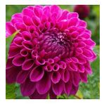 DAY GARDEN 10 ADET MOR DAHLİA ÇİÇEĞİ TOHUMU + 10 ADET HEDİYE KARIŞIK GÜL ÇİÇEK TOHUMU