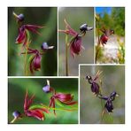 DAY GARDEN 10 ADET ÖRDEK ORKİDE ÇİÇEĞİ TOHUMU + 10 ADET HEDİYE GÜL ÇİÇEK TOHUMU