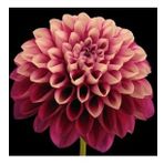 DAY GARDEN 10 ADET PEMBE DAHLİA ÇİÇEĞİ TOHUMU + 10 ADET HEDİYE KARIŞIK GÜL ÇİÇEK TOHUMU