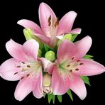 Day Garden 10 Adet Pembe Renk Zambak Tohumu + 10 Adet Hedıye Gul Tohumu