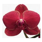 DAY GARDEN 10 ADET PHALAENOPSİS BORDO ORKİDE TOHUMU + 10 ADET HEDİYE GÜL TOHUMU ŞOK FİYAT