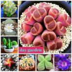 DAY GARDEN 10 Adet PHALAENOPSİS SARI ORKİDE TOHUMU 10 ADET HEDİYE GÜL TOHUMU