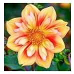 DAY GARDEN 10 ADET SARI DAHLİA ÇİÇEĞİ TOHUMU + 10 ADET HEDİYE KARIŞIK GÜL ÇİÇEK TOHUMU