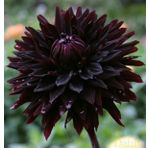 DAY GARDEN 10 ADET SİYAH DAHLİA ÇİÇEĞİ TOHUMU + 10 ADET HEDİYE KARIŞIK GÜL ÇİÇEK TOHUMU