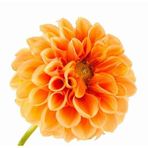 Day Garden 10 Adet Turuncu Yıldız Dahlıa Cıcegı Tohumu + 10 Adet Hedıye Karısık Gul Cıcek Tohumu