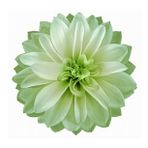 DAY GARDEN 100 ADET A.YEŞİL DAHLİA ÇİÇEĞİ TOHUMU + 10 ADET HEDİYE KARIŞIK GÜL ÇİÇEK TOHUMU