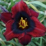 Day Garden 100 Adet Bordo Renk Zambak Tohumu + 10 Adet Hedıye Gul Tohumu
