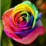 Day Garden 100 Adet Gokkusagı Gul Tohumu + 10 Adet Hedıye Tohumu