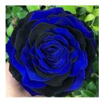 DAY GARDEN 100 ADET MAVİ SİYAH ÇİN GÜLÜ TOHUMU +10 ADET HEDİYE KARIŞIK LALE ÇİÇEK TOHUMU