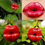 DAY GARDEN 100 ADET ÖPÜÇÜK ÇİÇEĞİ TOHUMU + 10 ADET HEDİYE GÜL ÇİÇEK TOHUMU
