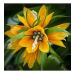 DAY GARDEN 100 ADET SARI GUZMANYA ÇİÇEĞİ TOHUMU + 10 ADET HEDİYE GÜL ÇİÇEK TOHUMU