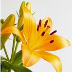 Day Garden 100 Adet Sarı Renk Zambak Tohumu + 10 Adet Hedıye Sus Yoncası Sok Fıyat