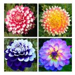 DAY GARDEN 25 ADET 4 RENK KARIŞIK DAHLİA ÇİÇEĞİ TOHUMU + 10 ADET HEDİYE KARIŞIK GÜL ÇİÇEK TOHUMU
