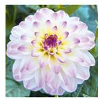 DAY GARDEN 25 ADET BEYAZ DAHLİA ÇİÇEĞİ TOHUMU + 10 ADET HEDİYE KARIŞIK GÜL ÇİÇEK TOHUMU