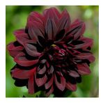 DAY GARDEN 25 ADET BORDO DAHLİA ÇİÇEĞİ TOHUMU + 10 ADET HEDİYE KARIŞIK GÜL ÇİÇEK TOHUMU