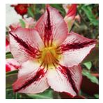 DAY GARDEN 25 ADET DAHLİA ÇİÇEĞİ TOHUMU + 10 ADET HEDİYE KARIŞIK GÜL ÇİÇEK TOHUMU