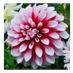 DAY GARDEN 25 ADET K.BEYAZI DAHLİA ÇİÇEĞİ TOHUMU + 10 ADET HEDİYE KARIŞIK GÜL ÇİÇEK TOHUMU