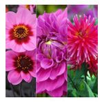 DAY GARDEN 25 ADET KARIŞIK DAHLİA ÇİÇEĞİ TOHUMU + 10 ADET HEDİYE KARIŞIK GÜL ÇİÇEK TOHUMU