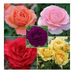 DAY GARDEN 25 ADET KARIŞIK RENK GÜL ÇİÇEĞİ TOHUMU + 10 ADET HEDİYE KARIŞIK LALE ÇİÇEK TOHUMU