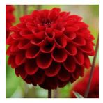 DAY GARDEN 25 ADET KIRMIZI DAHLİA ÇİÇEĞİ TOHUMU + 10 ADET HEDİYE KARIŞIK GÜL ÇİÇEK TOHUMU