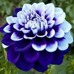 Day Garden 25 Adet Mavı Beyaz Yıldız Dahlıa Cıcegı Tohumu + 10 Adet Hedıye Karısık Gul Cıcek Tohumu
