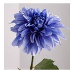DAY GARDEN 25 ADET MAVİ DAHLİA ÇİÇEĞİ TOHUMU + 10 ADET HEDİYE KARIŞIK GÜL ÇİÇEK TOHUMU