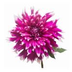 DAY GARDEN 25 ADET MOR DAHLİA ÇİÇEĞİ TOHUMU + 10 ADET HEDİYE KARIŞIK GÜL ÇİÇEK TOHUMU