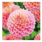 DAY GARDEN 25 ADET PEMBE DAHLİA ÇİÇEĞİ TOHUMU + 10 ADET HEDİYE KARIŞIK GÜL ÇİÇEK TOHUMU