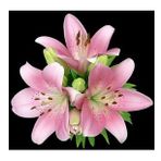 DAY GARDEN 25 ADET PEMBE RENK ZAMBAK TOHUMU + 10 ADET HEDİYE GÜL TOHUMU