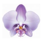 DAY GARDEN 25 ADET PHALAENOPSİS LİLA ORKİDE TOHUMU + 10 ADET HEDİYE GÜL TOHUMU