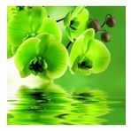 DAY GARDEN 25 Adet PHALAENOPSİS YEŞİL ORKİDE TOHUMU 10 ADET HEDİYE GÜL TOHUMU