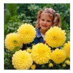 DAY GARDEN 25 ADET SARI DAHLİA ÇİÇEĞİ TOHUMU + 10 ADET HEDİYE KARIŞIK GÜL ÇİÇEK TOHUMU