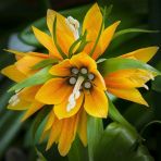 Day Garden 25 Adet Sarı Guzmanya Cıcegı Tohumu + 10 Adet Hedıye Gul Cıcek Tohumu