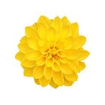 Day Garden 25 Adet Sarı Renk Dahlıa Cıcegı Tohumu + 10 Adet Hedıye Karısık Gul Cıcek Tohumu
