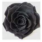 DAY GARDEN 25 ADET SİYAH ÇİN GÜLÜ TOHUMU +10 ADET HEDİYE KARIŞIK LALE ÇİÇEK TOHUMU