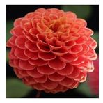 DAY GARDEN 25 ADET TURUNCU DAHLİA ÇİÇEĞİ TOHUMU + 10 ADET HEDİYE KARIŞIK GÜL ÇİÇEK TOHUMU