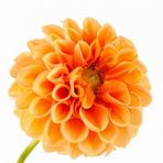 Day Garden 25 Adet Turuncu Yıldız Dahlıa Cıcegı Tohumu + 10 Adet Hedıye Karısık Gul Cıcek Tohumu