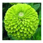 DAY GARDEN 25 ADET YEŞİL DAHLİA ÇİÇEĞİ TOHUMU + 10 ADET HEDİYE KARIŞIK GÜL ÇİÇEK TOHUMU