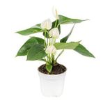 DAY GARDEN 50 ADET BEYAZ RENK ANTORYUM ÇİÇEK TOHUMU + 10 ADET HEDİYE GÜL TOHUMU