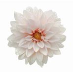 Day Garden 50 Adet Beyaz Yıldız Dahlıa Cıcegı Tohumu + 10 Adet Hedıye Karısık Gul Cıcek Tohumu