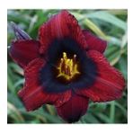 DAY GARDEN 50 ADET BORDO RENK ZAMBAK TOHUMU + 10 ADET HEDİYE GÜL TOHUMU