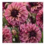 DAY GARDEN 50 ADET DAHLİA ÇİÇEĞİ TOHUMU + 10 ADET HEDİYE KARIŞIK GÜL ÇİÇEK TOHUMU