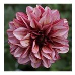 DAY GARDEN 50 ADET K.BEYAZ DAHLİA ÇİÇEĞİ TOHUMU + 10 ADET HEDİYE KARIŞIK GÜL ÇİÇEK TOHUMU
